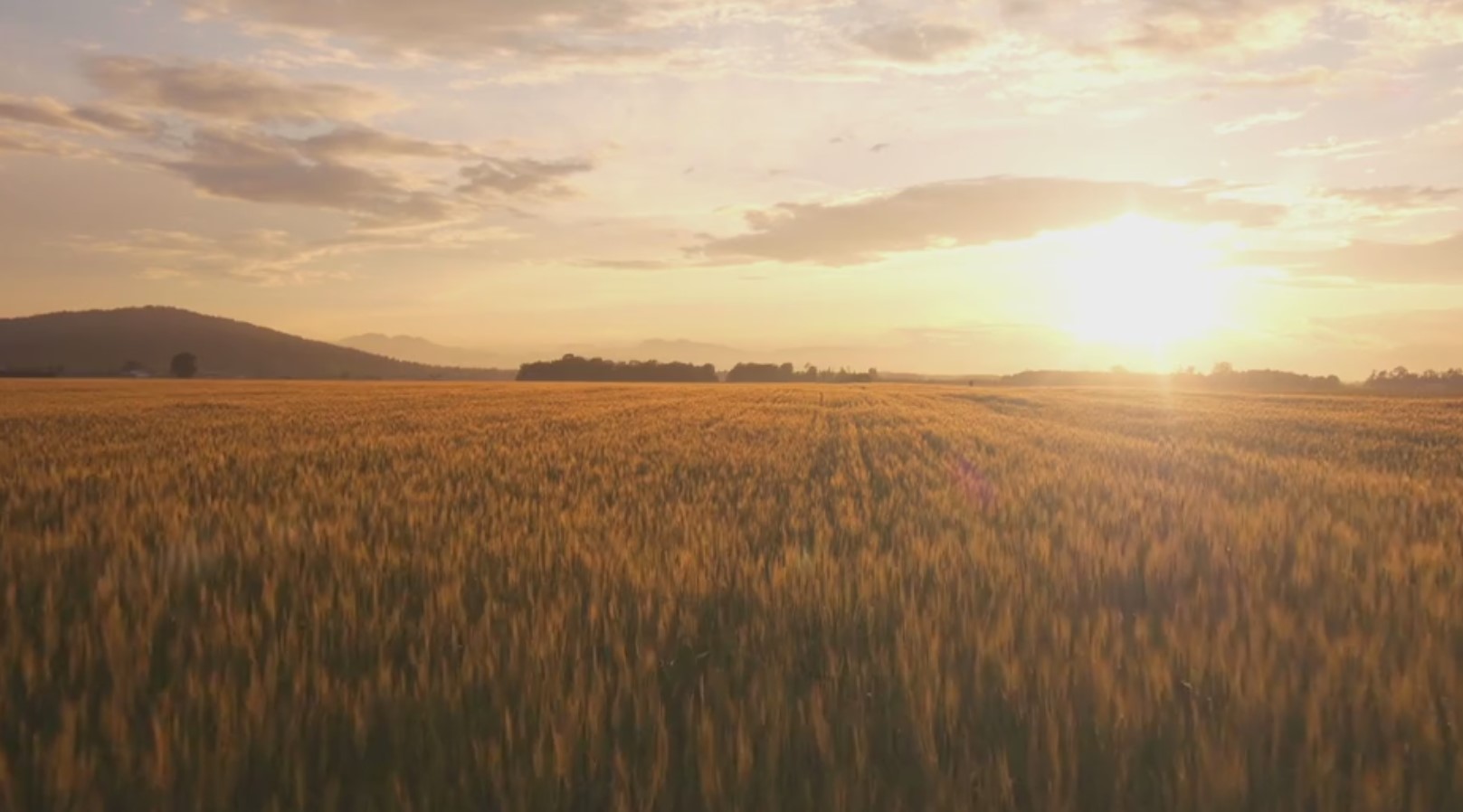 wheat field