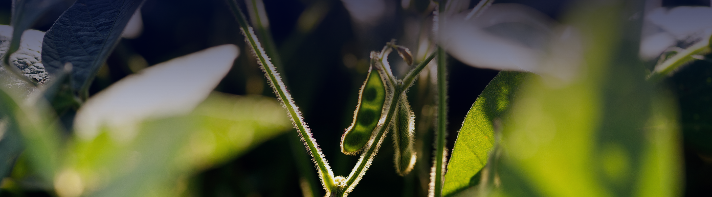 Close up of a soy bean plant and bean pod